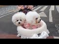 three cute puppies 🐶