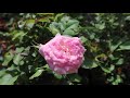 The Facts About Drift Roses