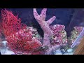 New Seahorse Tank! Care guide
