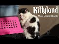 Kittyland Vlog Episode 6