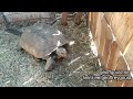 Tortoise: a tank
