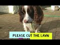 The Fun of owning a Springer Spaniel