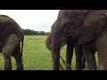 Knysna Elephants 1