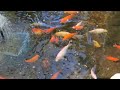 Amazing Koi Fish #beautiful #animals #foryou #trending #viral #music