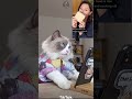 That Little Puff | Cats Make Food 😻 | Real or Fake | TikTok 2024 #9