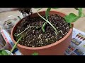 베란다에서 해바라기 키우기 쉽고 간단한 방법! An easy and simple way to grow Sunflowers on your Veranda!