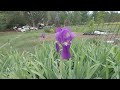 Blooming Bearded Iris Caught Unfurling Flowers at Night with Time Lapse Capture GoGro Hero 8