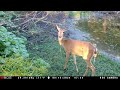 Pond Cam: BOG Blood Moon Trail Camera Aug. 9-16, 2024