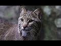 Maine Coon Cat vs Bobcat - Are They Really Related?