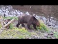Fortress of the Bear, Sitka, Alaska