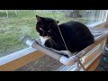 PEFUNY Cat Bed Window, Cat Window Hammock Window Perch, Unboxing, Assembly and Review