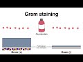 Gram positive and gram negative bacteria (Gram Staining procedure explained)