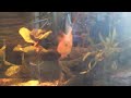 OUR PARROT CICHLID