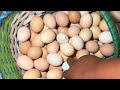 Farm Life | Super ducks lay eggs, the farm has a bumper crop of chicken eggs