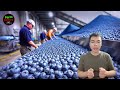 How Millions Pounds Of Wild Blueberries are Harvesting and Processing | Blueberries Farming