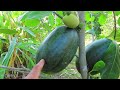 Using this method can​ grow jackfruit trees with watermelon fruit to get real results 100%