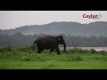 kanehila  attacking jeeps #elephant  #attack #minneriya_national_park #safari