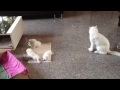 Day 23 - life of kittens - daddy cat eats kitten