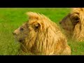 8K HDR VIDEO DOLBY VISION | Overhead animal movies with cinematic visual sound
