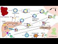 Lipid & Lipoprotein Processing Part 3 - Formation of LDL and HDL