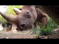 Hungry Rhinos Squish And Eat Halloween Pumpkins
