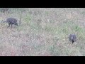 Helmeted Guineafowl, Kruger, S A 2015