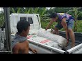 3rd Harvest ng Talong na Calixto F1 || Lalong Dumami