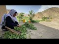 Village life Afghanistan|Daily Routine Village life|bring Alaf For Animal