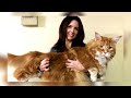 10 Reasons You Should NEVER Get a Maine Coon Cat