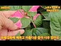 1503회. 화훼집하장의 아름다운 꽃과함께해요 너무 예뻐요.