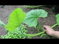 Caring for your Growing Plant | Giant Pumpkin Beginner Tips
