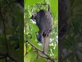 How a Cat Gets Down From a Tree