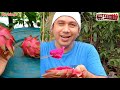 Dragon fruit grafting to papaya!