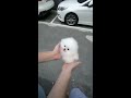 Cute white miniteacup Pomeranian puppy video.😘💖