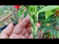 How To Grow Tubearose/Rajnigandha | Make Rajnigandha Bloom With Best Fertilizer #youtube