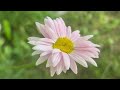 Relaxing Gentle Calm healing moment piano small bird sounds for relaxation