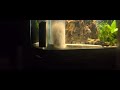 Siphon Technique - Shrimp Tank with sand