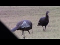 Wild Turkey Calling Perfect Natural Yelps