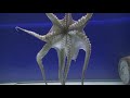 Octopus Mirror Test 2 - VIEWER REQUEST
