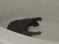 Sharky Cat chases his tail in the bathtub!!!!! Russian Blue