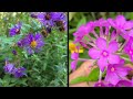 Complete Guide To New York Ironweed, Vernonia Noveboracensis