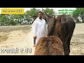 marwari horse  indian breeder /indian horse video black/#pind34 #horselover252 #kaberdaan