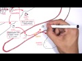 Physiology of Lipoproteins Cholesterol