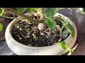 Rose plant care in rainy season//kitchen   waste se gulab per paye hajaron phool/organic fertilizer