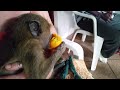 Baby baboon eating mango