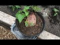 Why You Should Grow Purple Sweet Potatoes | Planting Sweet Potatoes in Raised Beds