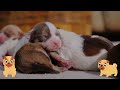 Peaceful Relaxing Music for Dogs - 12 HOURS of The Best Anti-anxiety Music for Dogs & Puppy