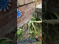 Balcony Front & Garden