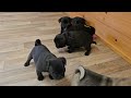 For a Good Laugh, You Gotta Watch These Pug Puppies!!  Twitter's Babies.