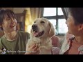 Soothing Dog Music | Help Your Pet Relax and Sleep - Entertainment videos for dogs when home alone